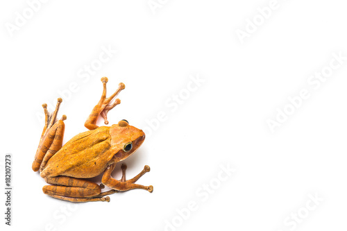Fotografie, Tablou frog isolated on white background
