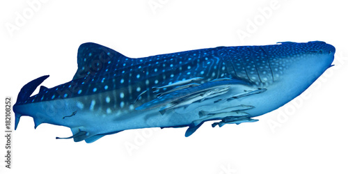 Whale Shark isolated on white background