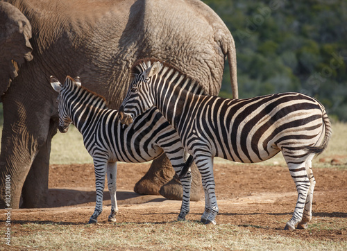 Two Plains Zebras and Elephant