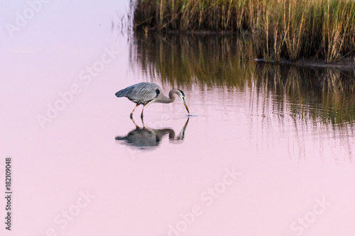 GalvestonBlueHeronReflection