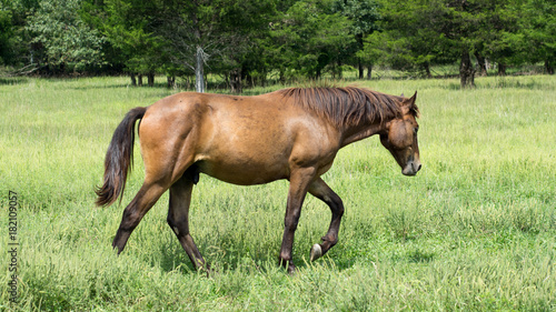 Arab / Quarter Horse Walking through grassy Field