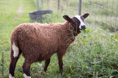 Φωτογραφία Young Finn Lamb in Grass Looking at Camera