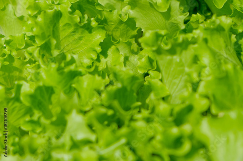 lettuce closeup - fresh salad macro