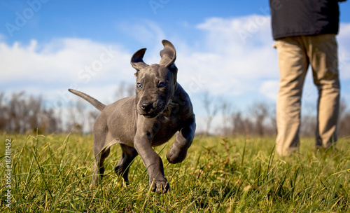 Foto A playful great Dane puppy frolics on a green,grassy lawn while her owner stands