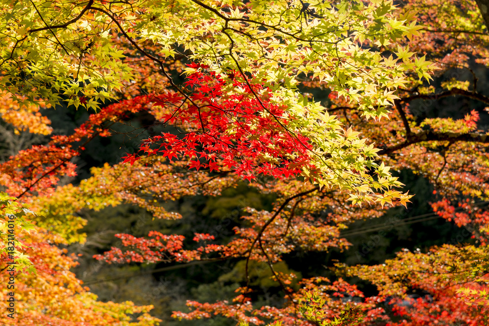 紅葉美しい香嵐渓