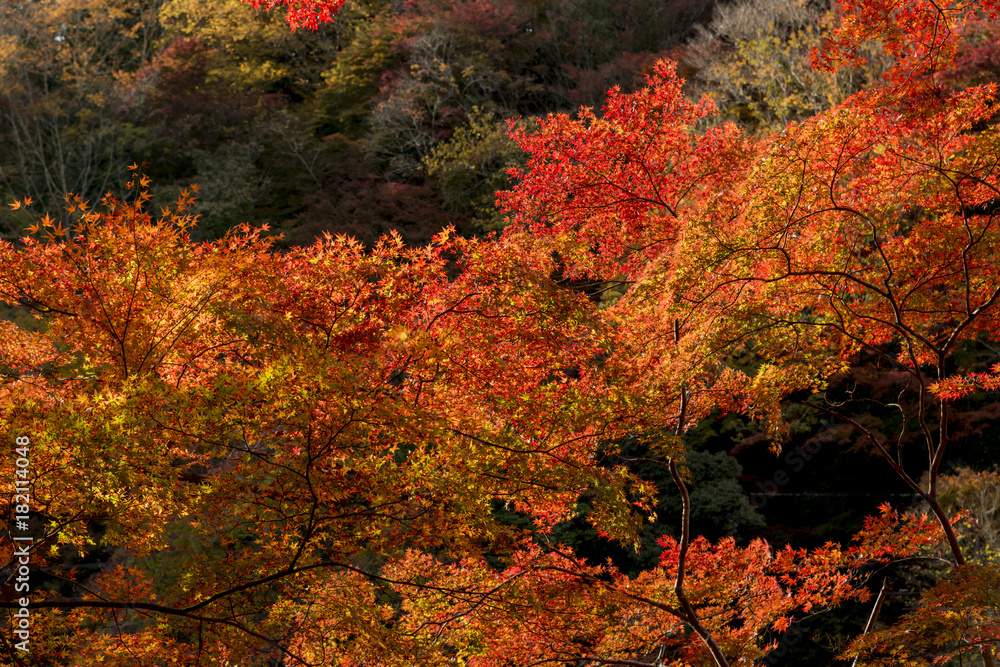 紅葉美しい香嵐渓