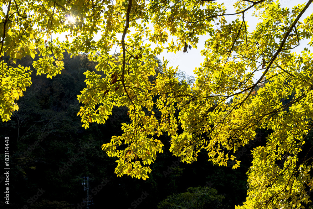 逆光に輝くモミジの葉