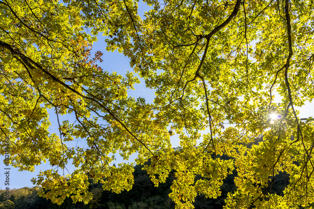 Fototapeta premium 逆光に輝くモミジの葉