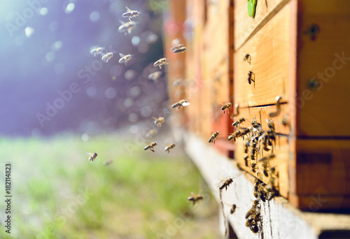 Fotobehang Bees flying around beehive. Beekeeping concept.