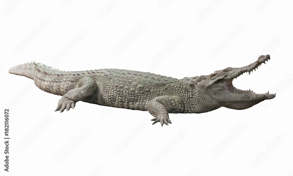 Naklejka premium Albino Crocodile / Skin is white , nearly extinct , found in Southeast Asia