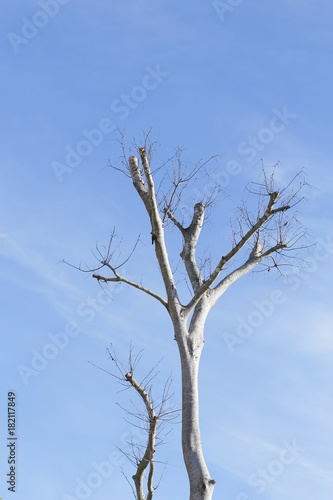 dried tree with blue sky