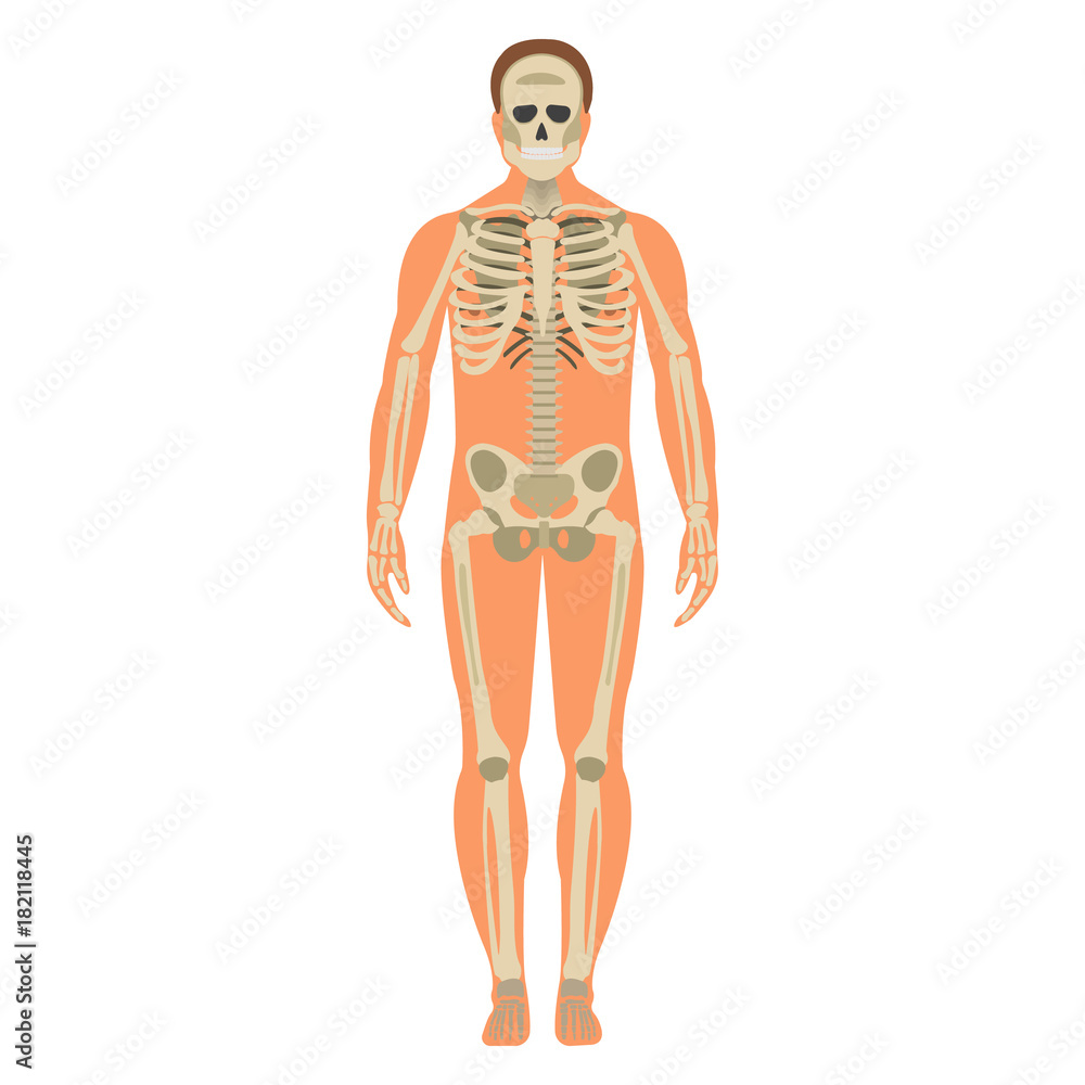 Skeleton wuth Body icon. Human Skeleton front side Silhouette. Isolated on White Background. Vector illustration Skeleton wuth Body icon. Human Skeleton front side Silhouette. Isolated on White Background. Vector illustration