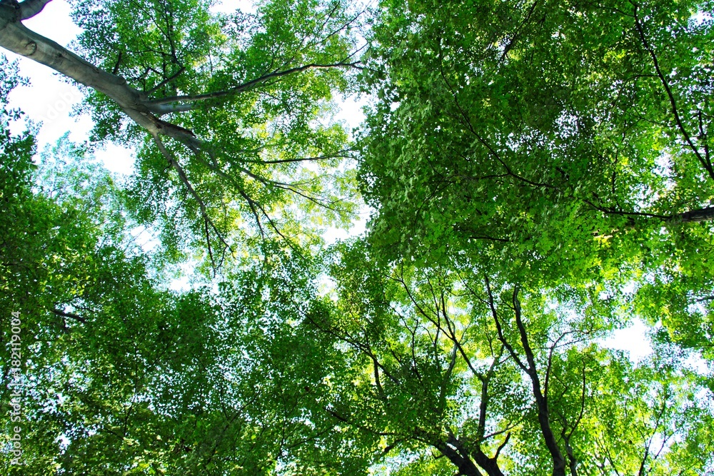 Fototapeta premium Trees and Sky