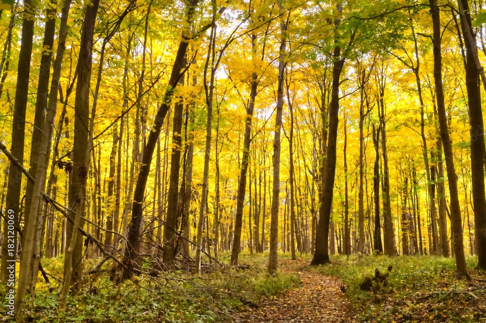 Autumn Trail