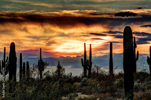 Papier peint Sonoran Sunset