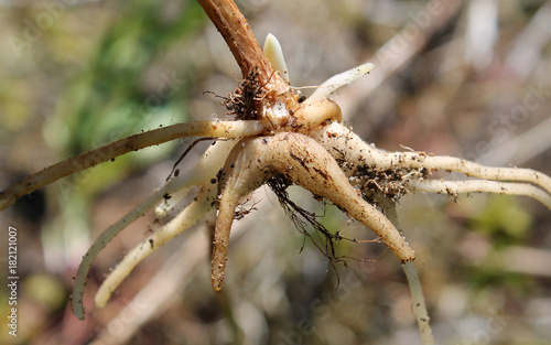 Root tubers of Moorland spotted orchid (Orchis maculatа or Dactylorhiza maculatа) photo