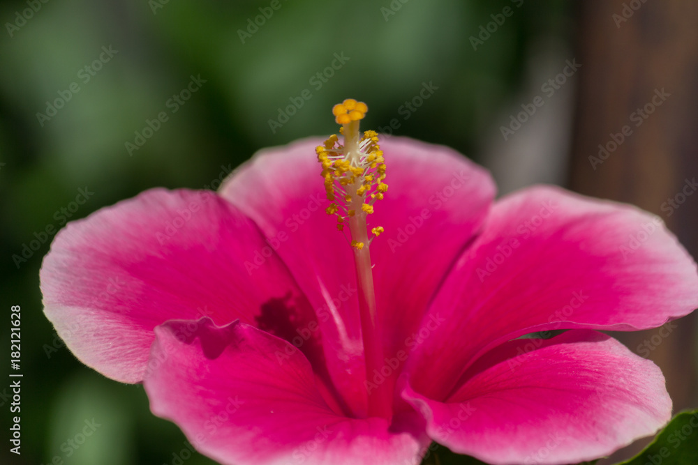 red hibiscus flower with yellow pollen red hibiscus flower with yellow pollen