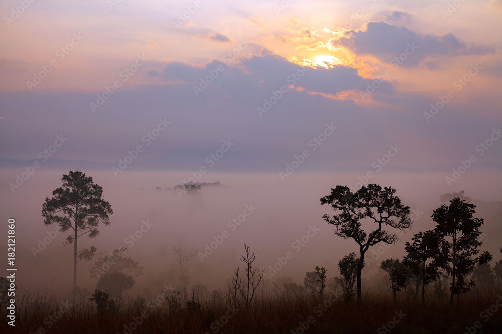 Obraz premium Landscape fog in morning sunrise at Thung Salang Luang National Park Phetchabun,Tung slang luang is Grassland savannah in Thailand