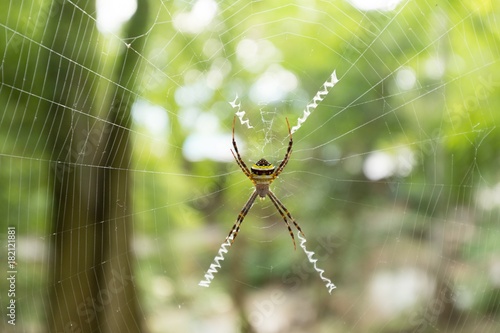 Aetherea spider on web