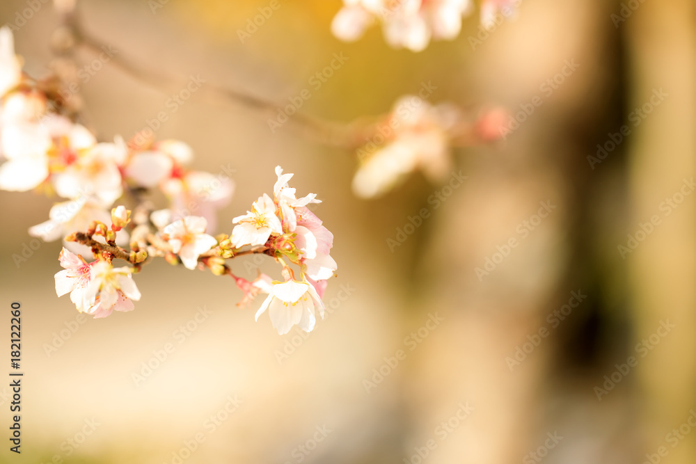 Abstract blur Sakura or Cherry blossom leave landscape background Japan
