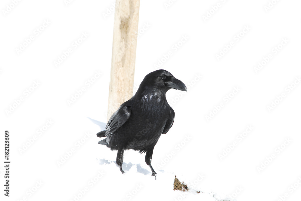 Fototapeta premium Kolkrabe im Schnee