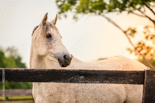 Fototapeta Naklejka Na Ścianę i Meble -  Horse of a farm
