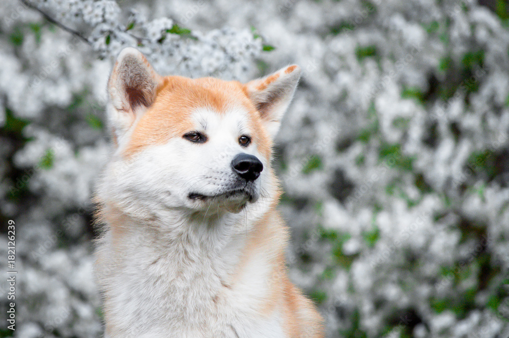 Beautiful portrait of a dog, the Akita Inu / Husky

