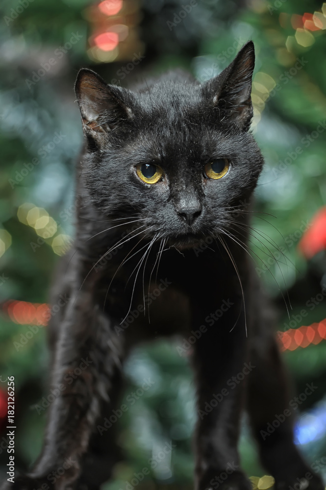 black cat and christmas background with christmas tree