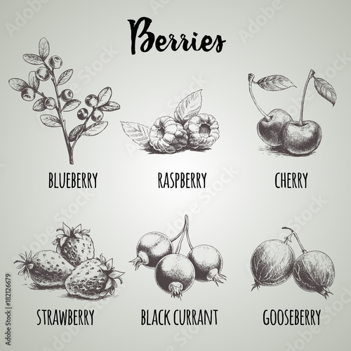 Hand drawn sketch style different berries set. Blueberry branch, raspberries, cherry, strawberry bunch, black currants  and gooseberries. Organic eco food.