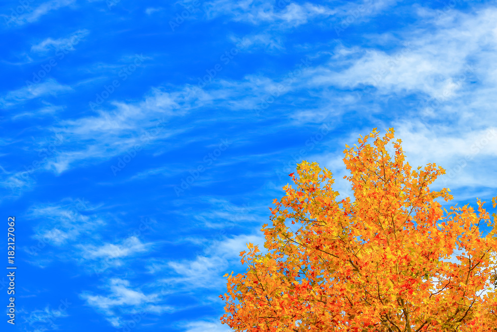 Fototapeta premium プラタナスの黄葉