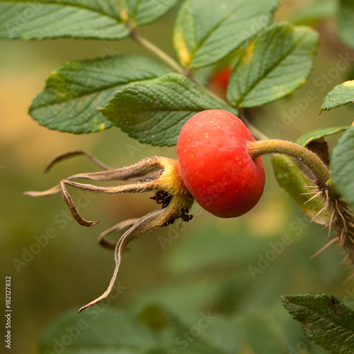 red hips of a dogrose on a branch with green leaves