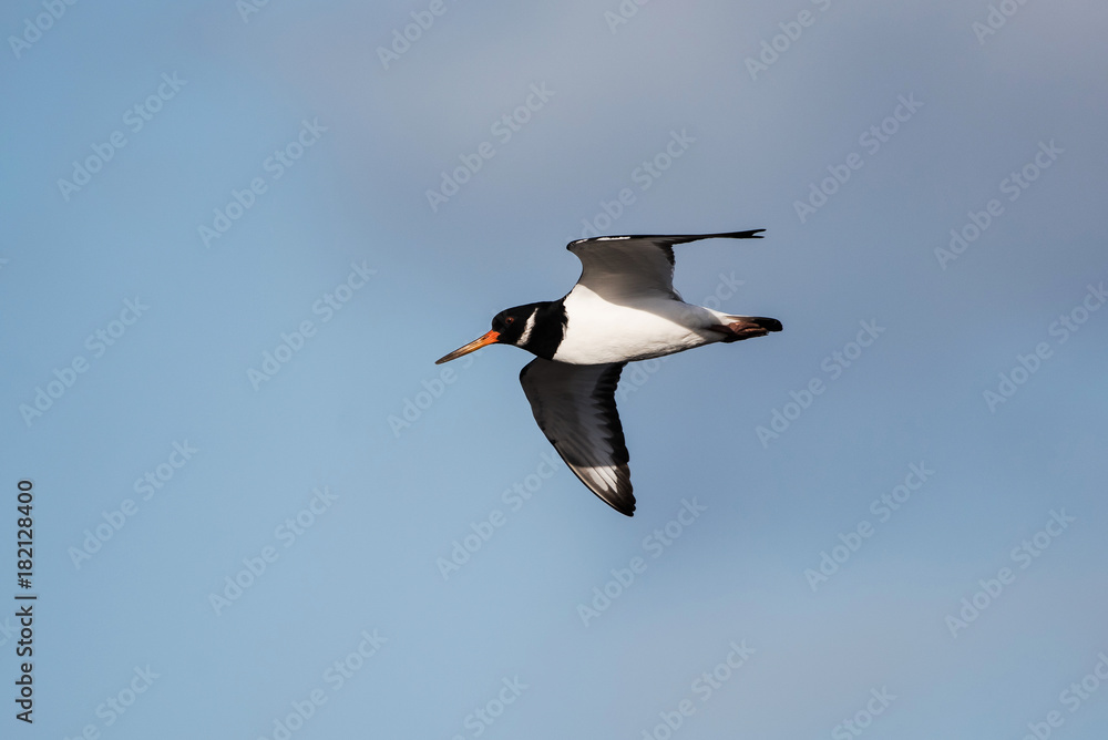 Eurasian Oystercatcher, Haematopus ostralegus Eurasian Oystercatcher, Haematopus ostralegus