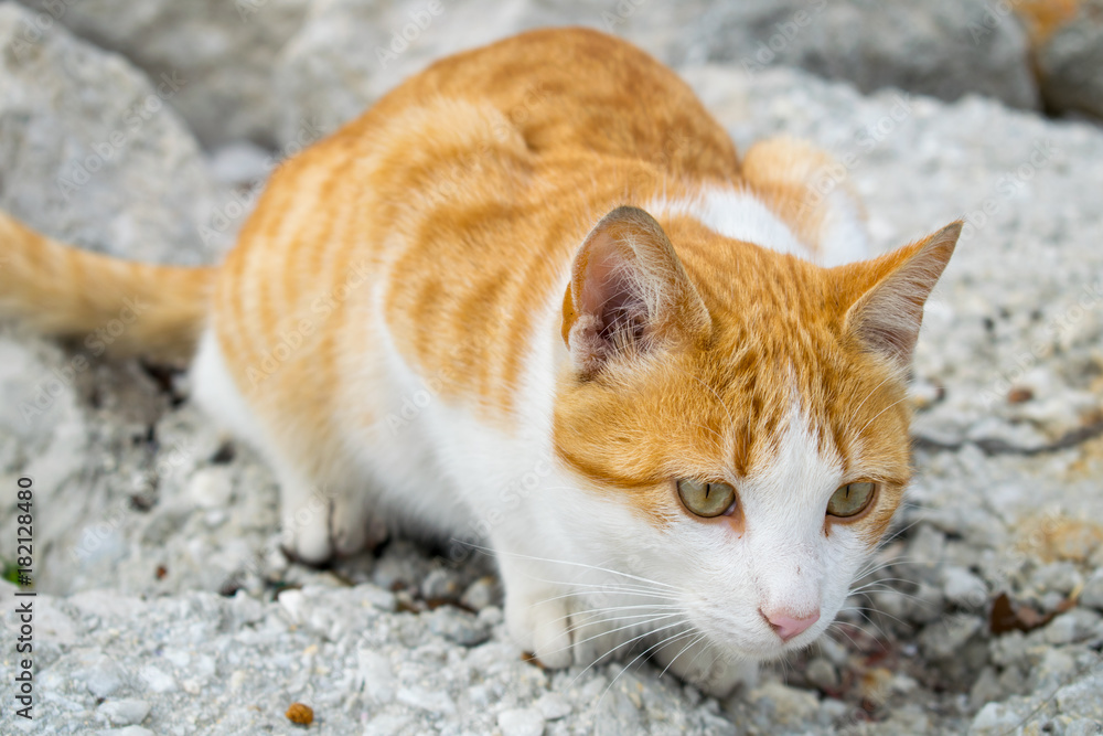 a cute ginger cat caught on the hunt in Marbella, Spain