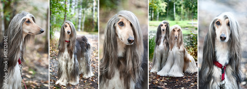 Obraz na płótnie Luxury Afghan hounds, dogs
