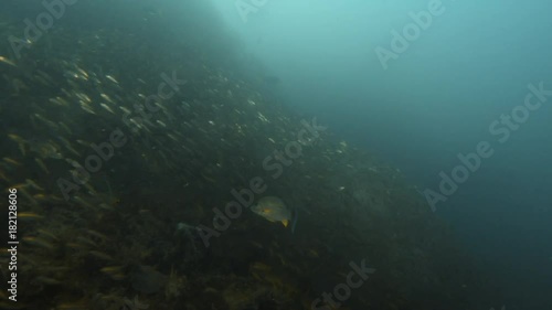 Wallpaper Mural A moving shot that explores the coral reefs that grew on a sunken ship. Different fish are swimming near the sunken ship. Torontodigital.ca