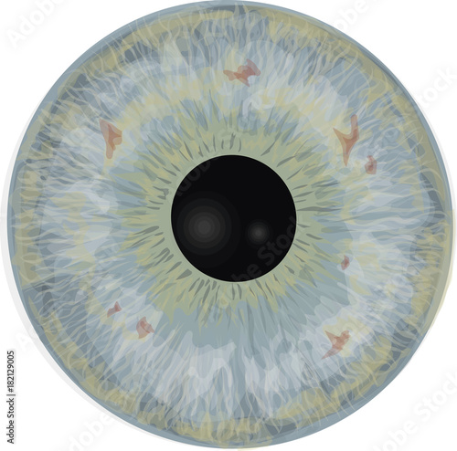 Eye iris -  Realistic vector  - Eye iris vector texture - Light blue