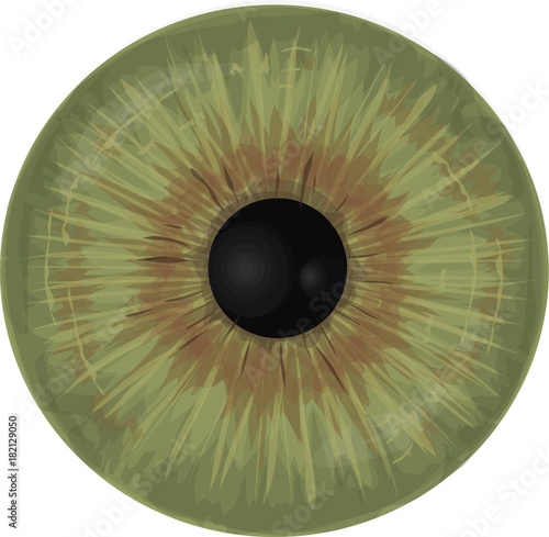 Eye iris -  Realistic vector set - Eye iris vector texture - Green. Dark Brown, Blue, Grey.