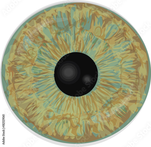Eye iris -  Realistic vector set - Eye iris vector texture - Green.