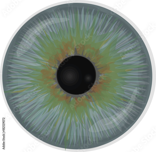 Eye iris -  Realistic vector - Eye iris vector texture - Blue