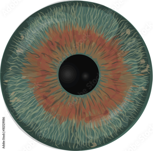 Eye iris -  Realistic vector  - Eye iris vector texture - Hazel