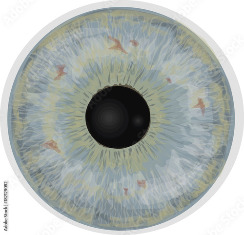 Eye iris -  Realistic vector  - Eye iris vector texture - Light blue