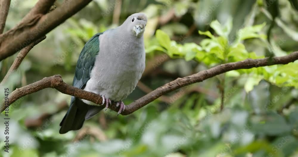 Grey bird with green wing on tree branch Grey bird with green wing on tree branch