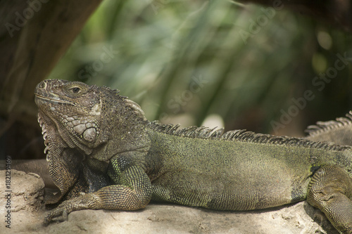 Green iguana or Common iguana   Is a species of iguana native to Central and South America