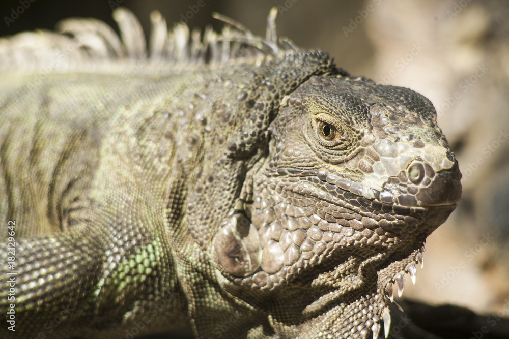 Fototapeta premium Green iguana or Common iguana / Is a species of iguana native to Central and South America