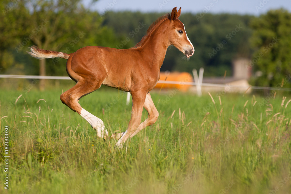 .Foal in the evening light on the pasture .Foal in the evening light on the pasture