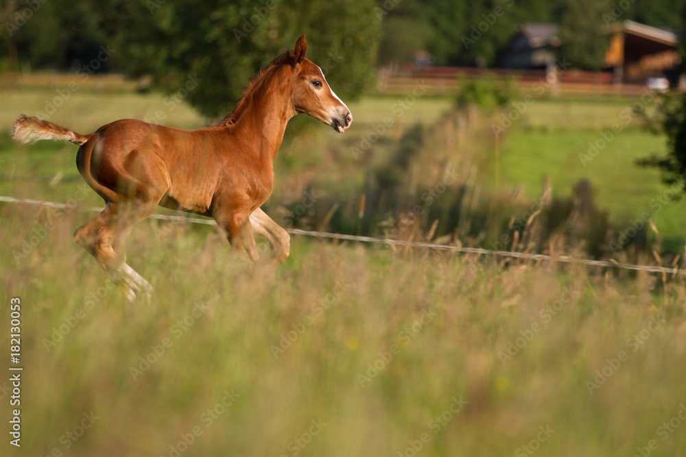 .Foal in the evening light on the pasture .Foal in the evening light on the pasture