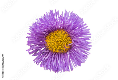 Fototapeta Naklejka Na Ścianę i Meble -  lilac aster isolated