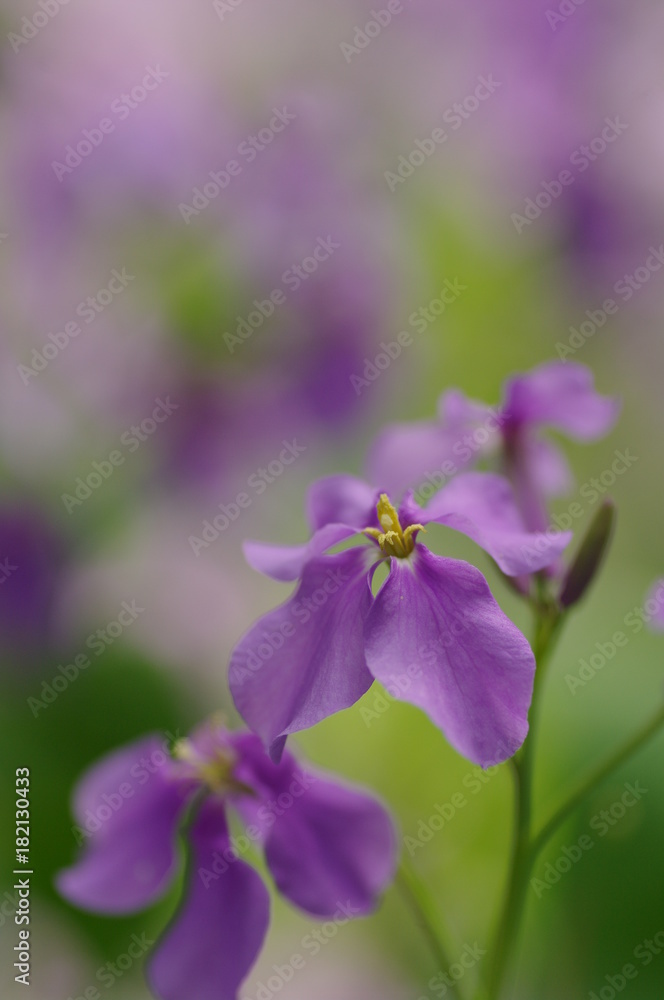 花大根 花大根