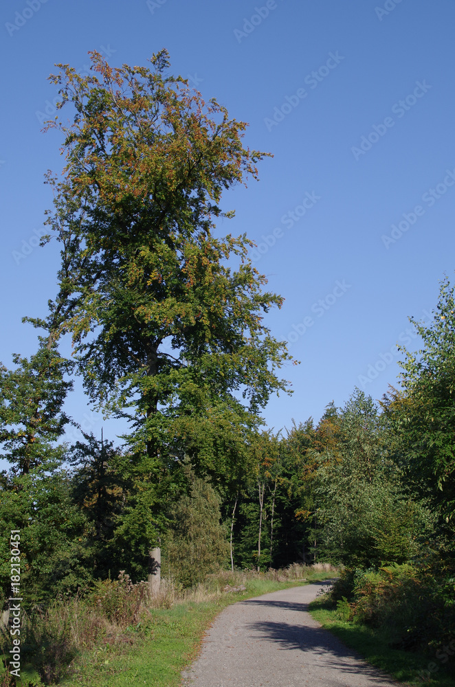 Obraz premium Waldweg