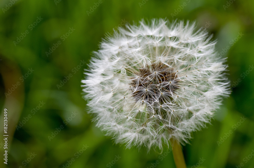 Fototapeta premium gewöhnlicher Löwenzahn